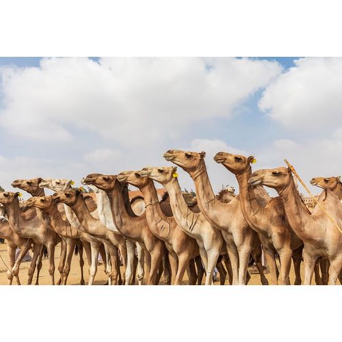 Africa-Egypt-Cairo-Birqash October 5-2018 Camels at the Souq al-Gamaal weekly camel market